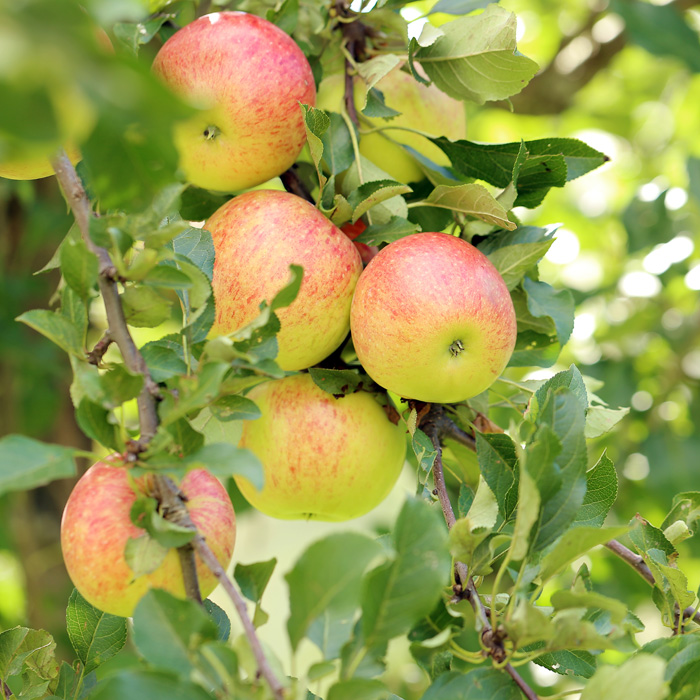Aepfel am Baum